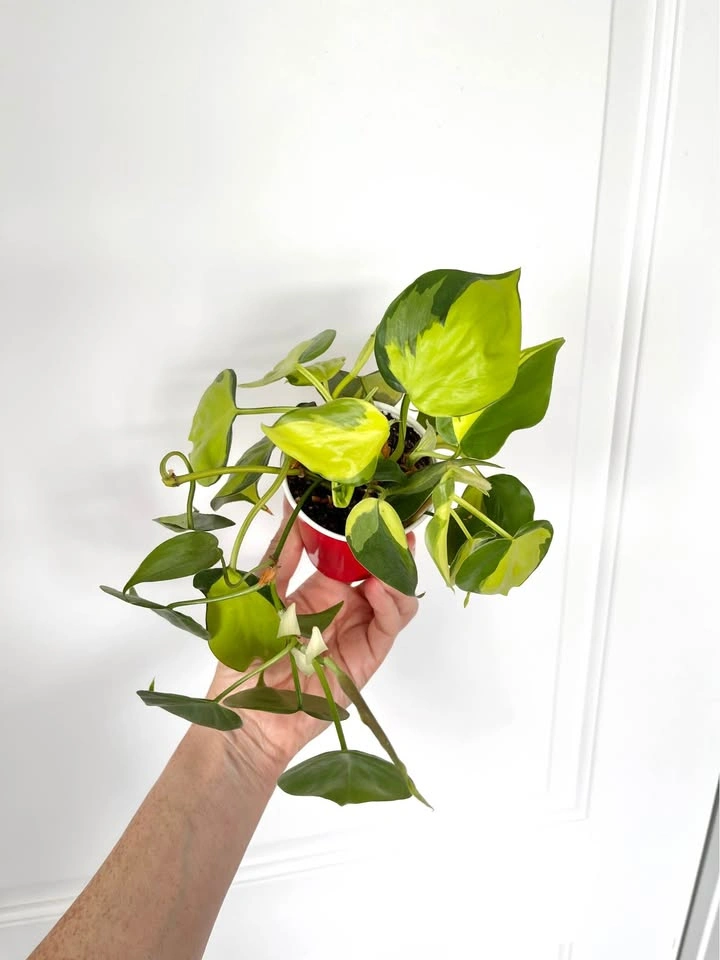Philodendron Brazil trailing houseplant - photo 3