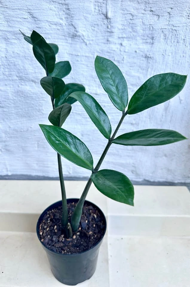 ZZ Plant (Zamioculcas Zamiifolia)