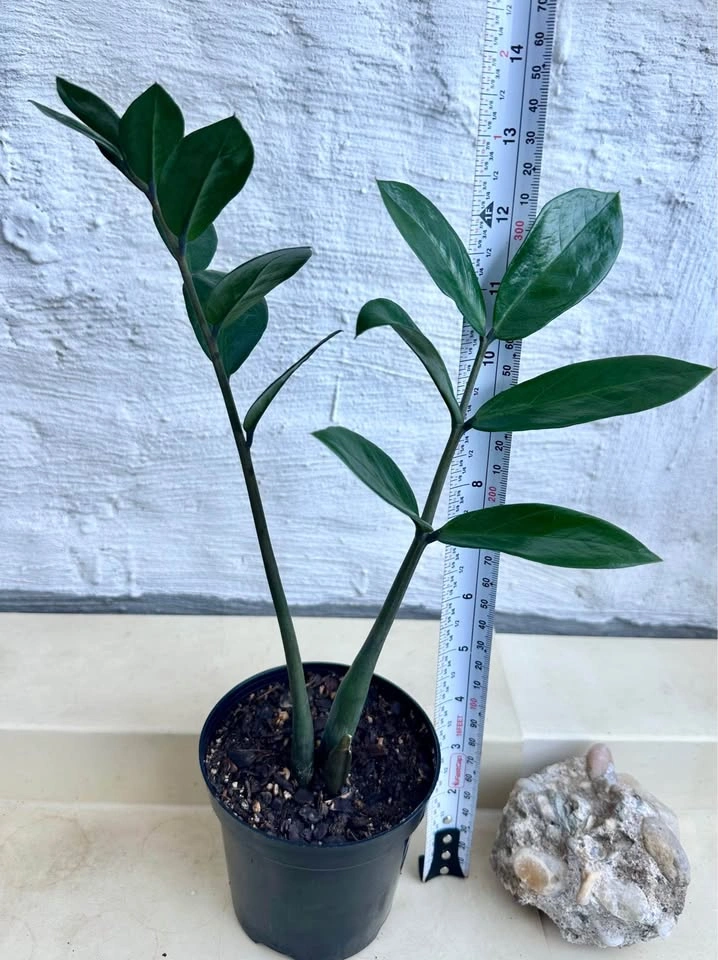 ZZ Plant (Zamioculcas Zamiifolia) - photo 2