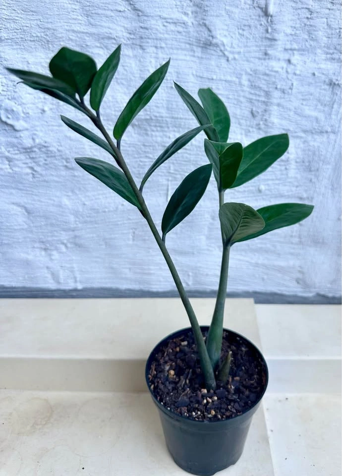 ZZ Plant (Zamioculcas Zamiifolia) - photo 3