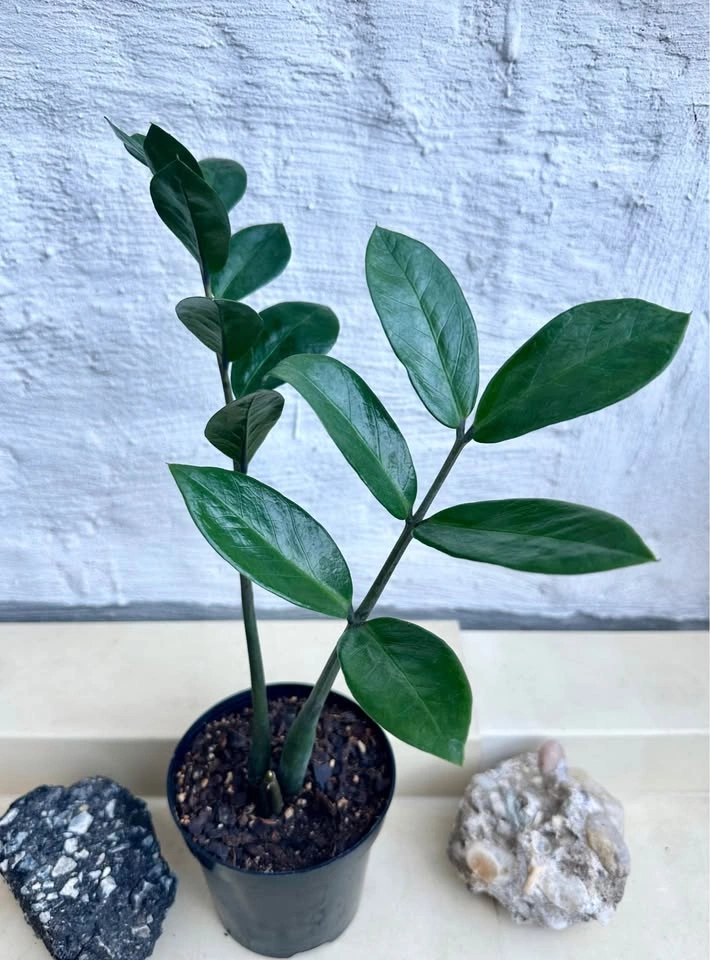 ZZ Plant (Zamioculcas Zamiifolia) - photo 4
