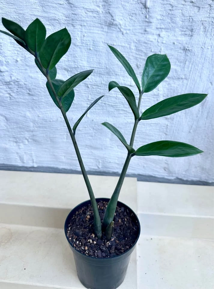 ZZ Plant (Zamioculcas Zamiifolia) - photo 5
