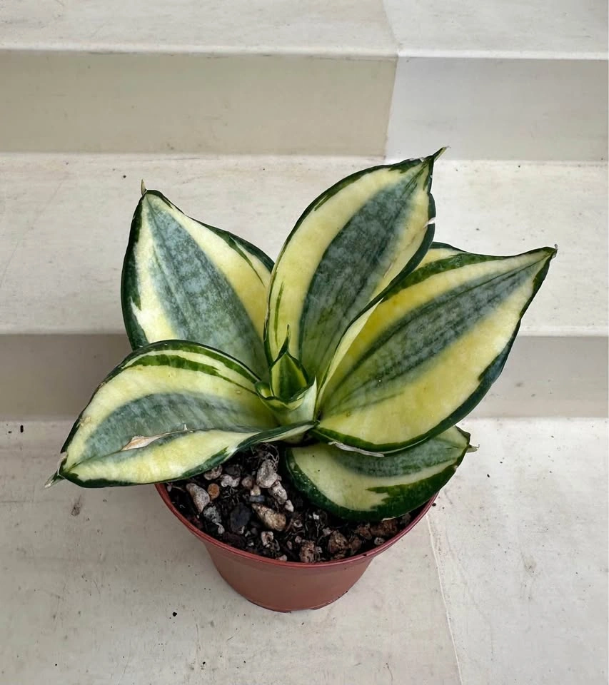 Golden Hahnii Bird’s Nest Snake Plant (Sansevieria) 3” pot