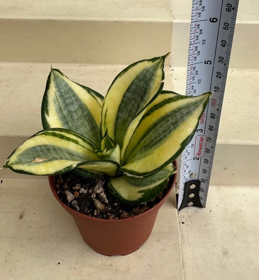 Golden Hahnii Bird’s Nest Snake Plant (Sansevieria) 3” pot - photo 2