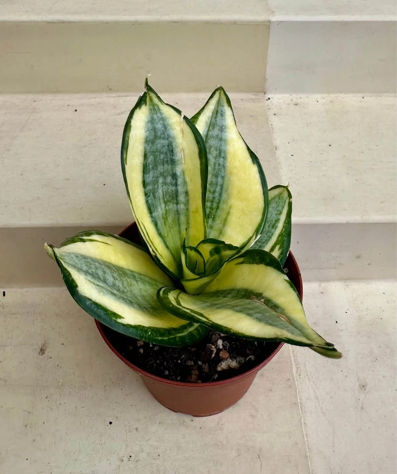 Golden Hahnii Bird’s Nest Snake Plant (Sansevieria) 3” pot - photo 3