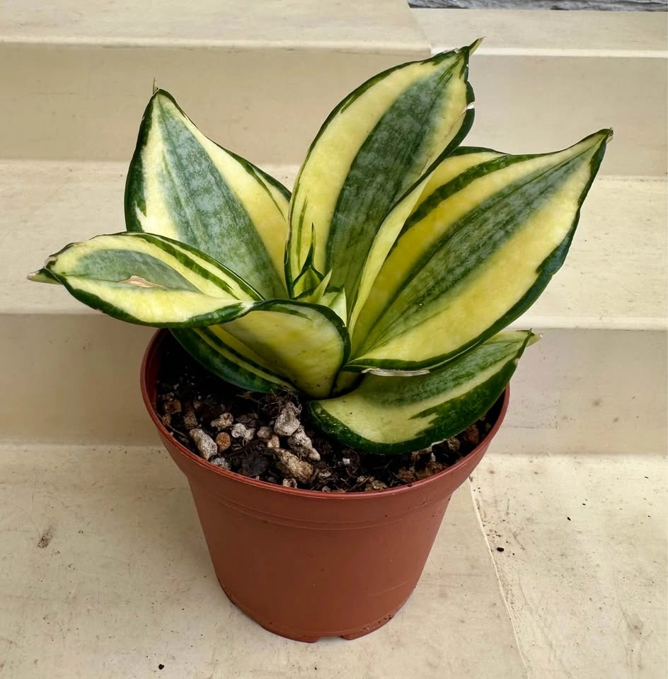 Golden Hahnii Bird’s Nest Snake Plant (Sansevieria) 3” pot - photo 4