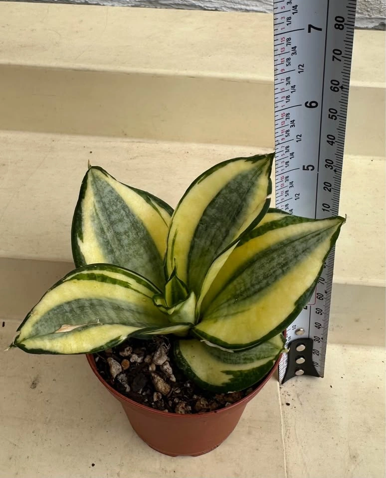 Golden Hahnii Bird’s Nest Snake Plant (Sansevieria) 3” pot - photo 5