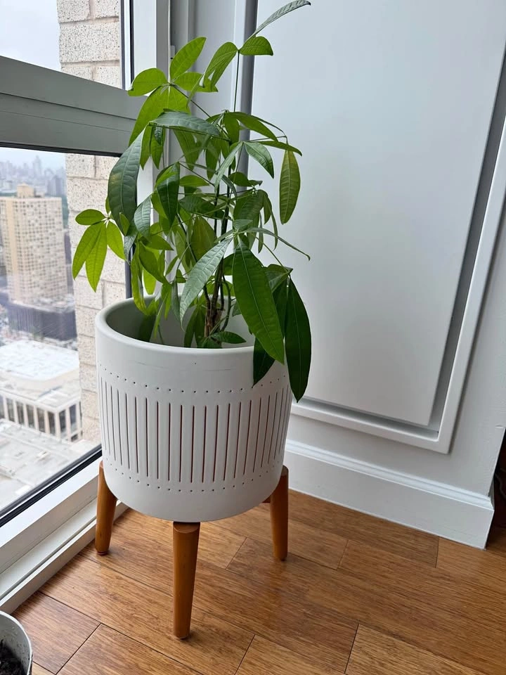 West Elm large ceramic planter on wood stand