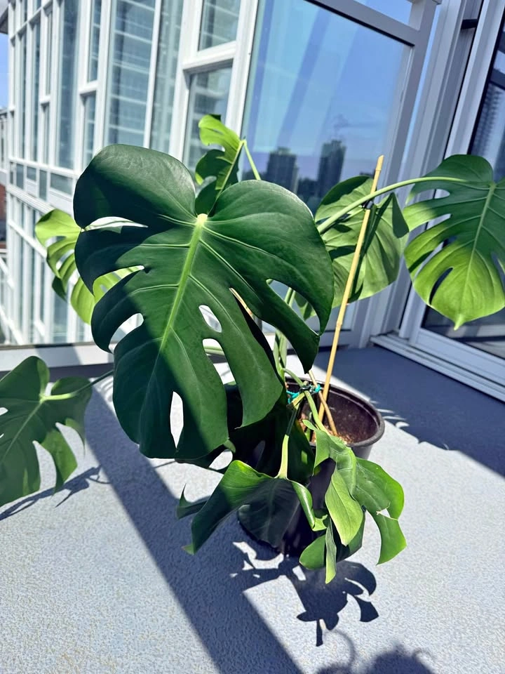 Monstera Deliciosa indoor Plant