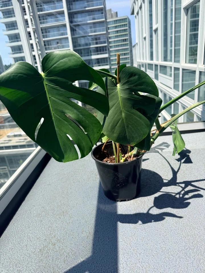 Monstera Deliciosa indoor Plant - photo 2