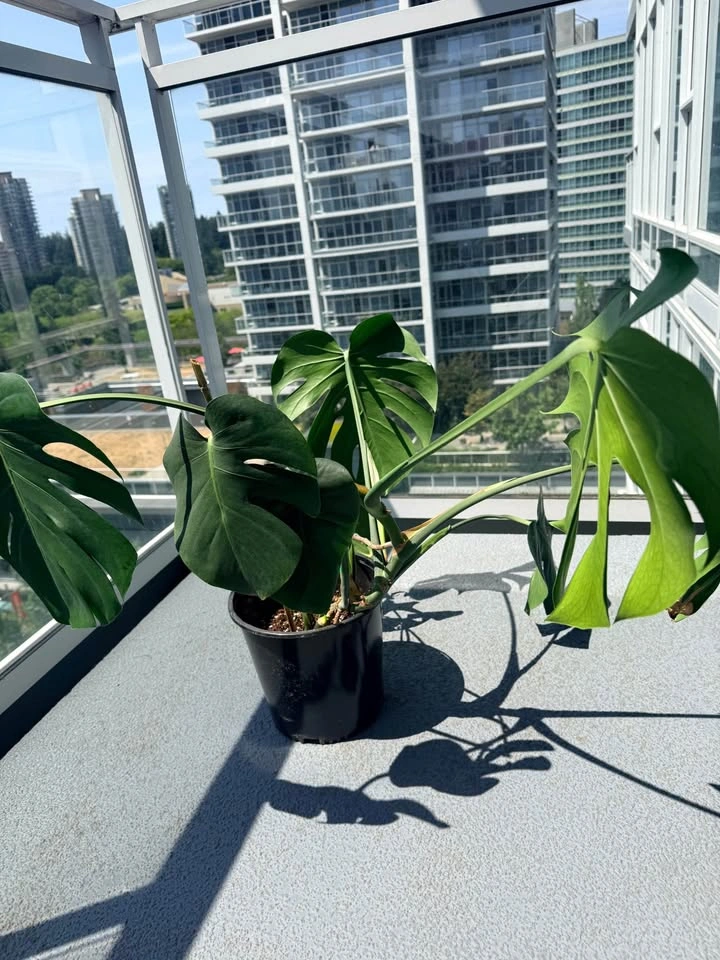 Monstera Deliciosa indoor Plant - photo 3
