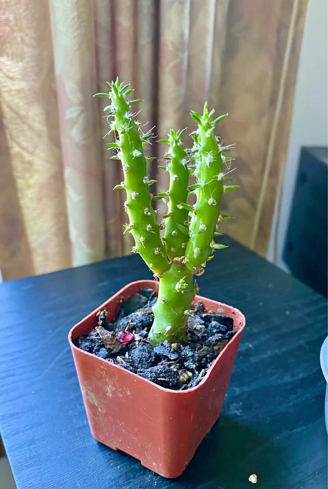 Eve’s pin, a cactus originally from Andes, Peru
