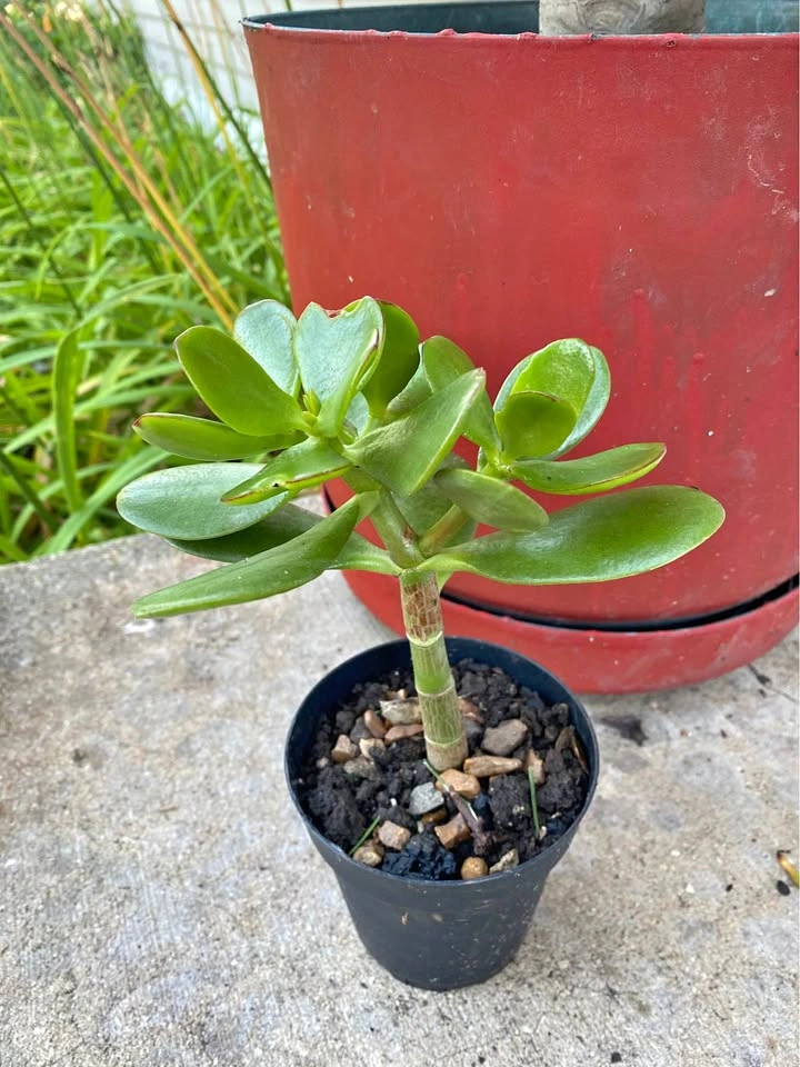 Jade plant, lushly green and heathy, in 6” pot, 3 plants availab