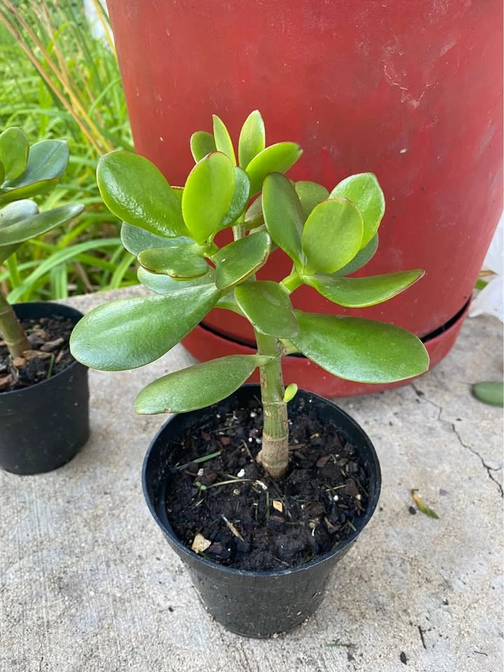 Jade plant, lushly green and heathy, in 6” pot, 3 plants availab - photo 2