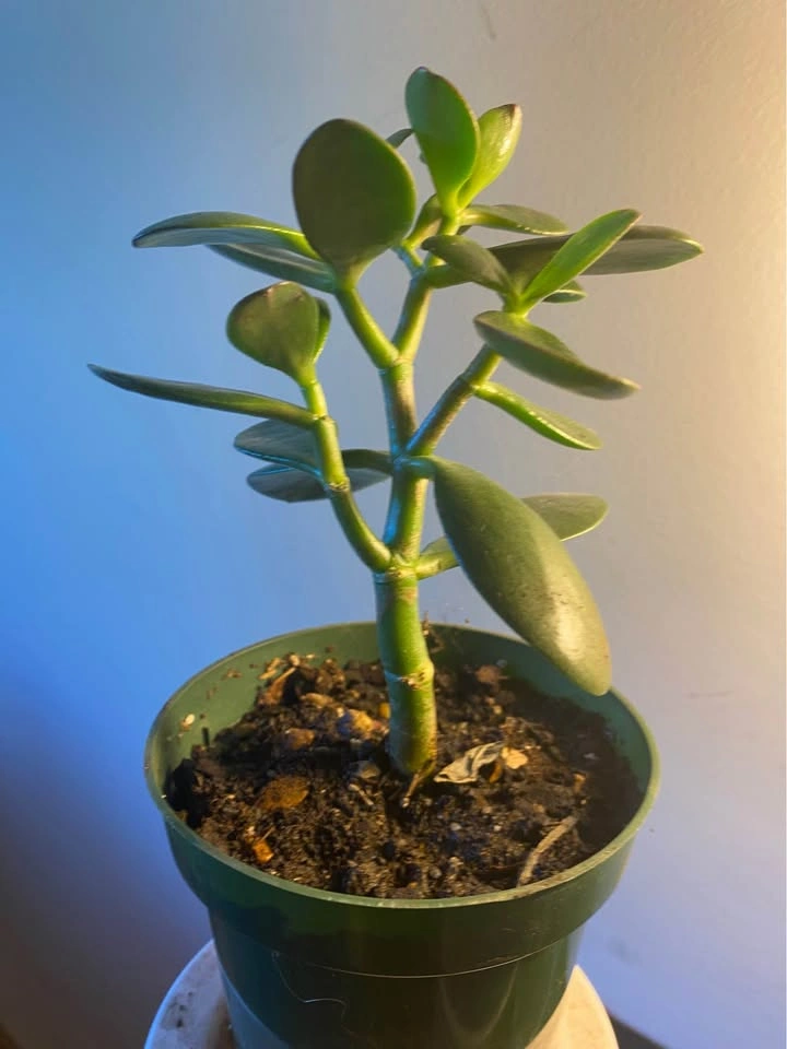 Jade plant, lushly green and heathy, in 6” pot, 3 plants availab - photo 3