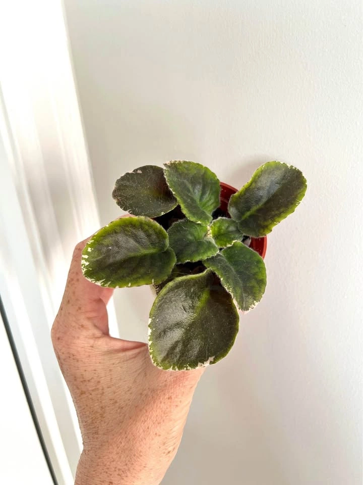 Rare L.E Polina Viardot variegated African violet (baby plant)