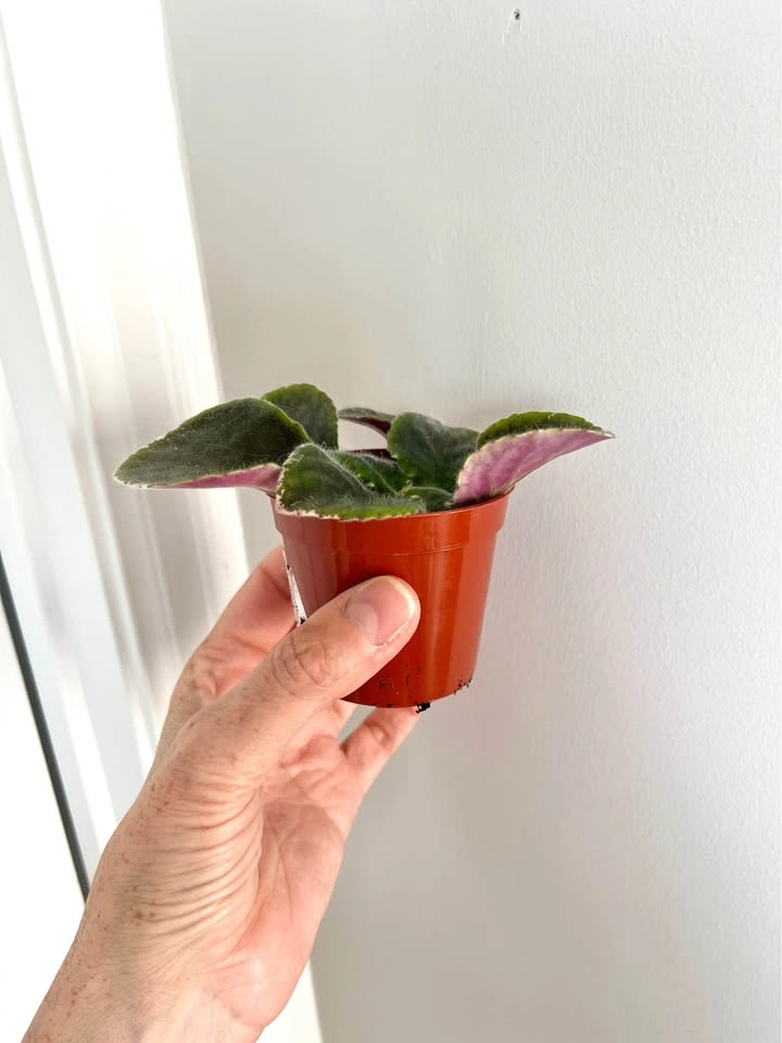 Rare L.E Polina Viardot variegated African violet (baby plant) - photo 2