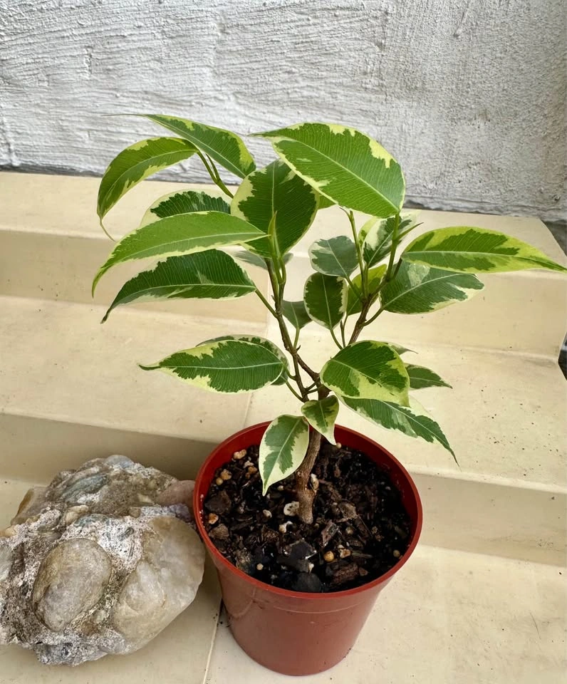 🌿Variegated Benjamina Ficus HousePlant