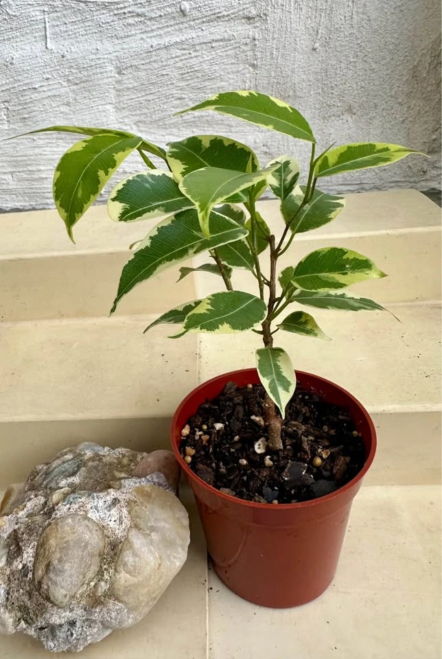 🌿Variegated Benjamina Ficus HousePlant - photo 2