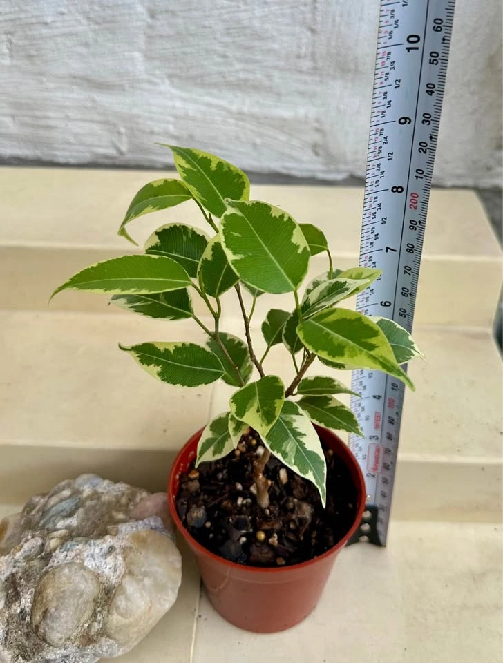 🌿Variegated Benjamina Ficus HousePlant - photo 3