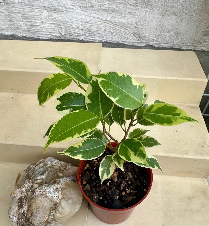🌿Variegated Benjamina Ficus HousePlant - photo 4