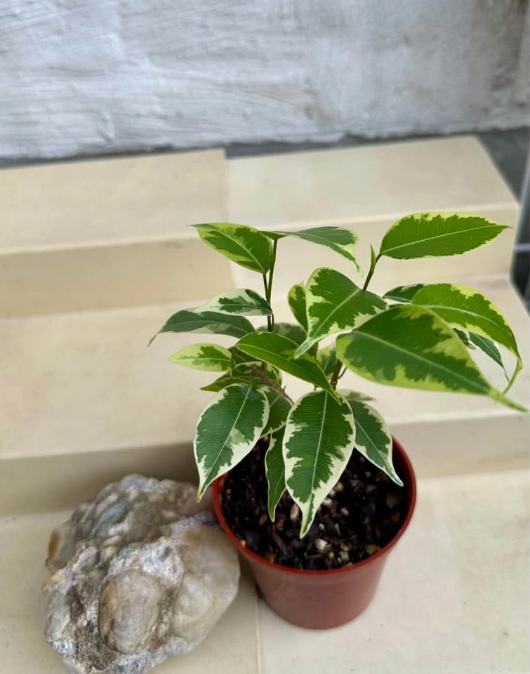 🌿Variegated Benjamina Ficus HousePlant - photo 5