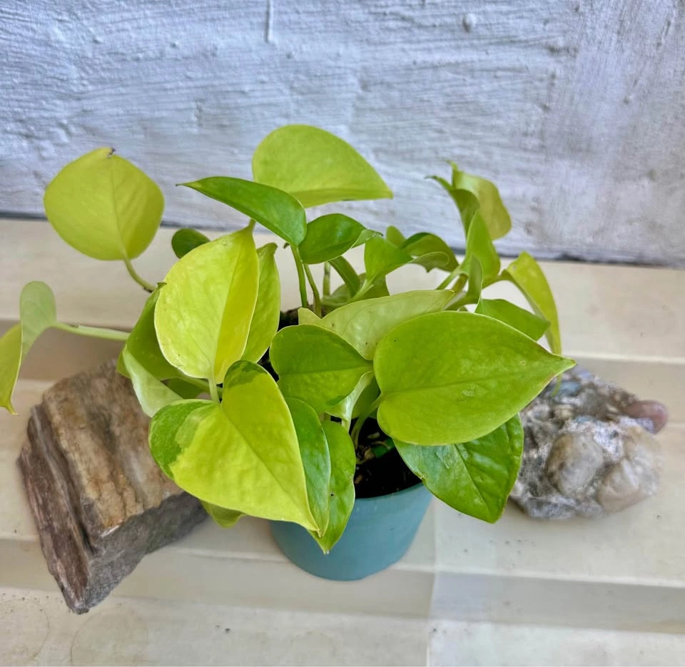 Neon Pothos Houseplant – Easy Care, Bright Green Beauty!
