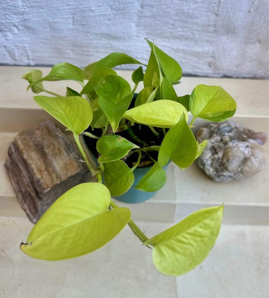 Neon Pothos Houseplant – Easy Care, Bright Green Beauty! - photo 2