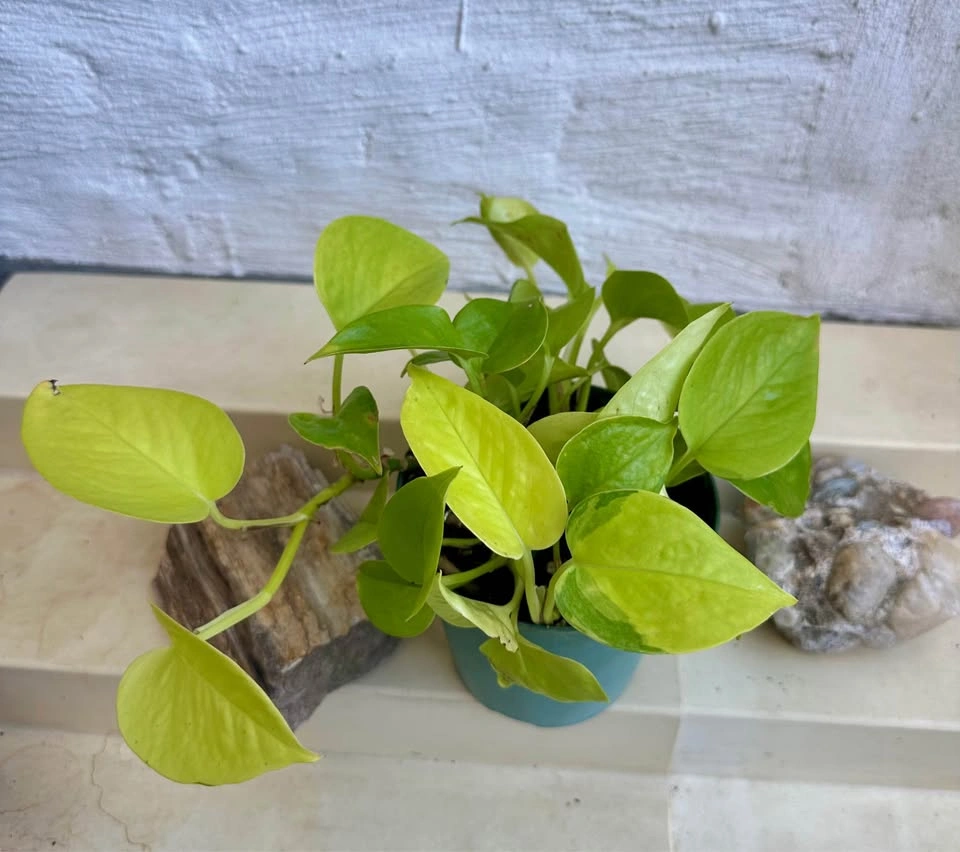 Neon Pothos Houseplant – Easy Care, Bright Green Beauty! - photo 3
