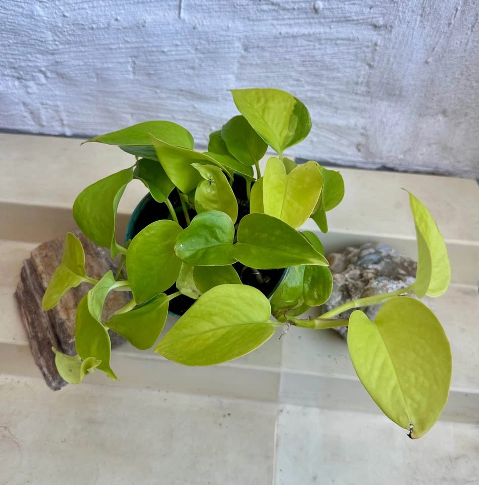 Neon Pothos Houseplant – Easy Care, Bright Green Beauty! - photo 4