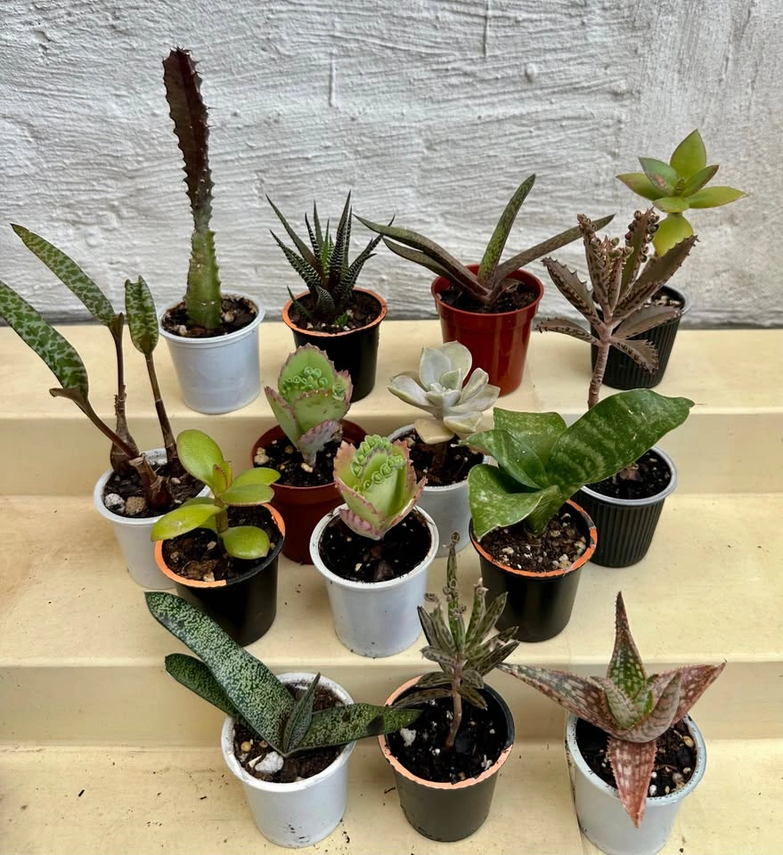 🌿Succulent Plants! Make your own arrangements. $3 each