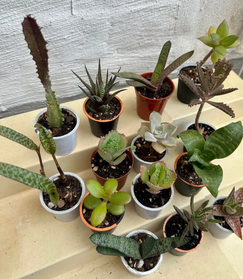 🌿Succulent Plants! Make your own arrangements. $3 each - photo 2