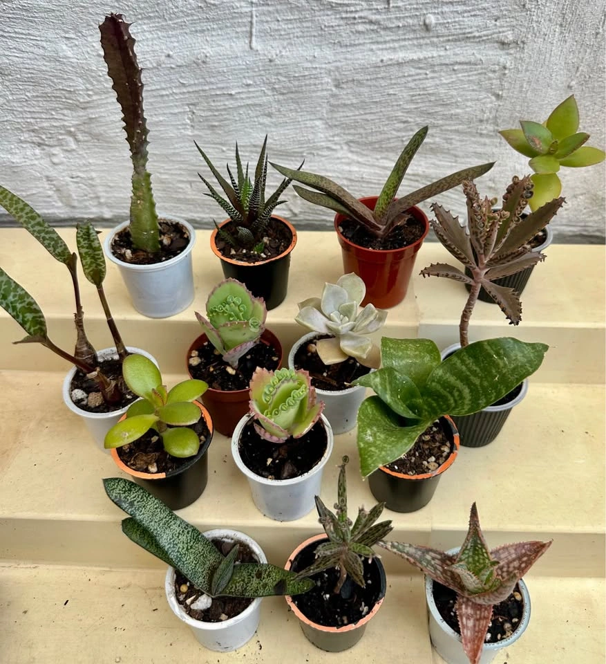 🌿Succulent Plants! Make your own arrangements. $3 each - photo 3
