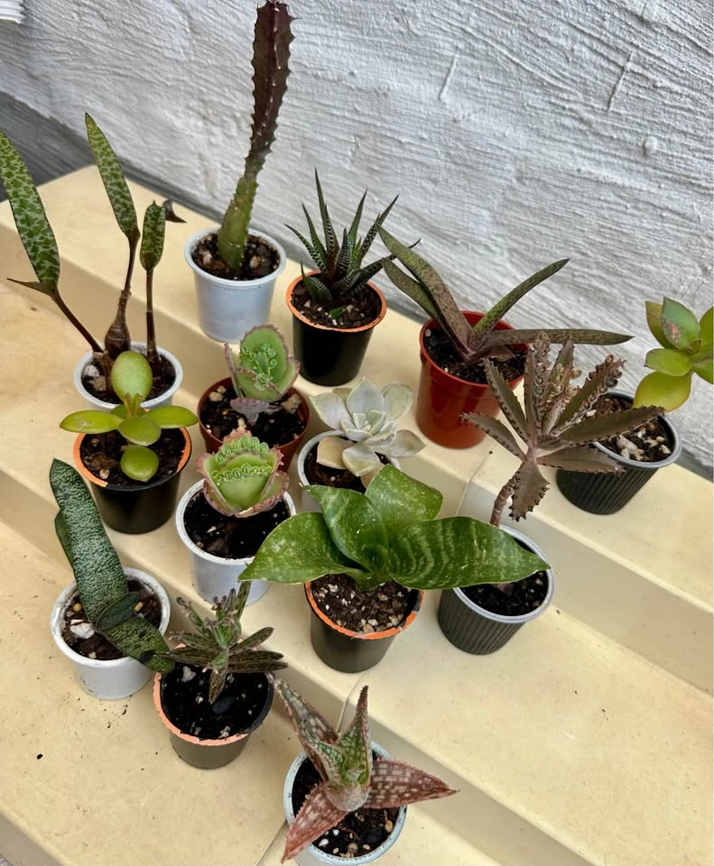 🌿Succulent Plants! Make your own arrangements. $3 each - photo 4