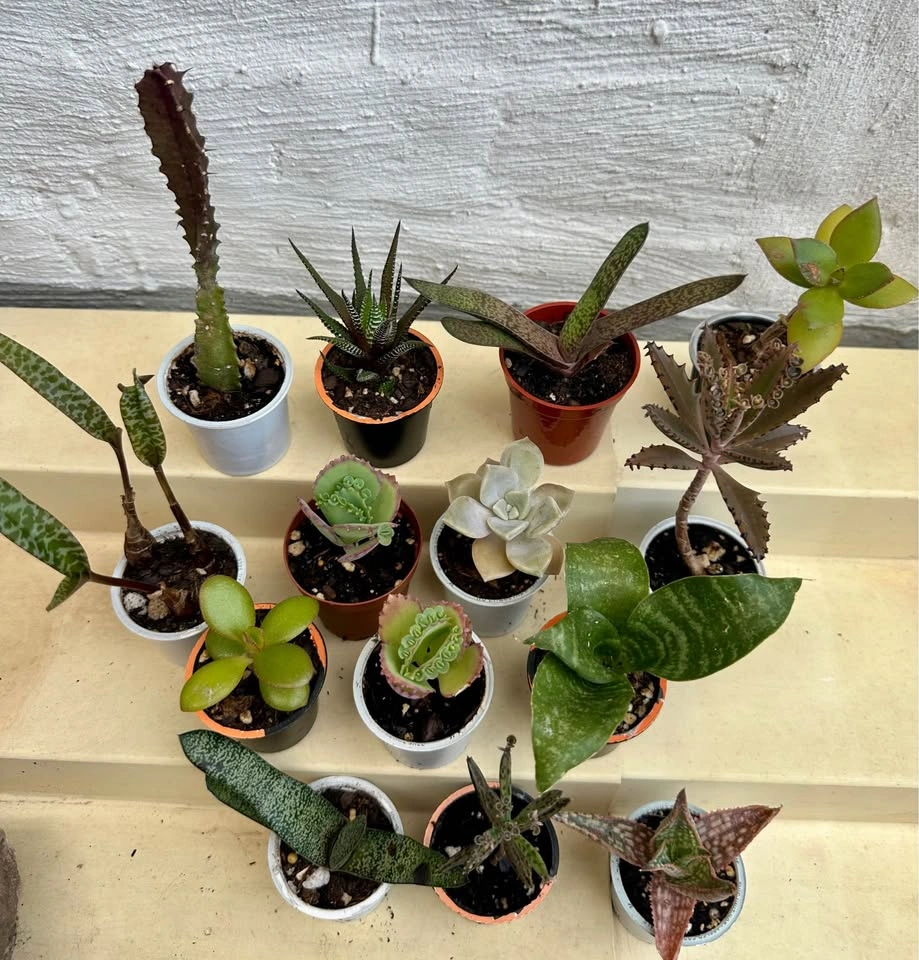 🌿Succulent Plants! Make your own arrangements. $3 each - photo 5