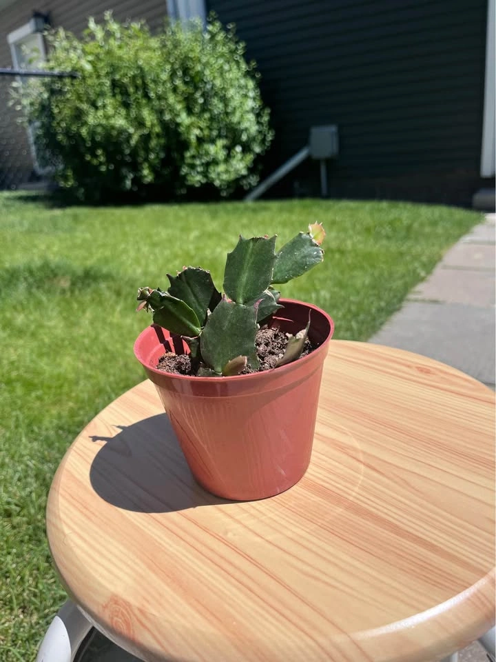 Plant Lover Gift Basket - photo 2