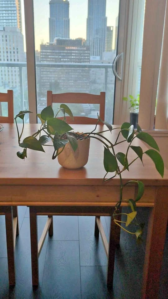 Jade pothos with ceramic pot