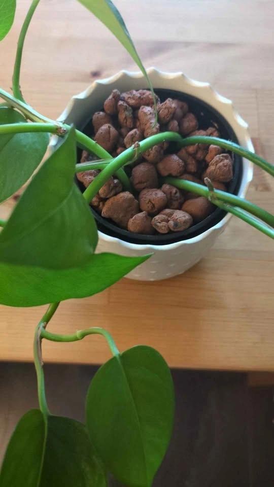 Jade pothos with ceramic pot - photo 2