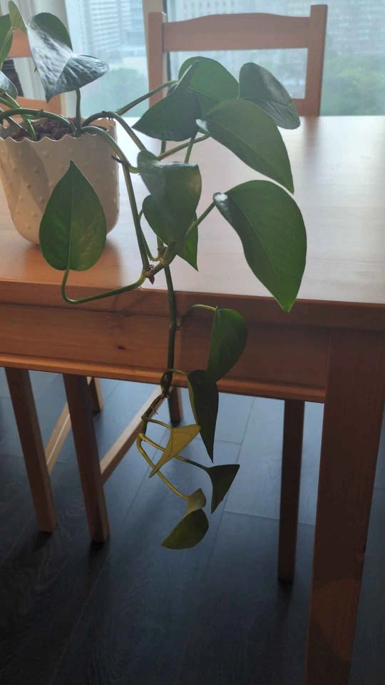 Jade pothos with ceramic pot - photo 3