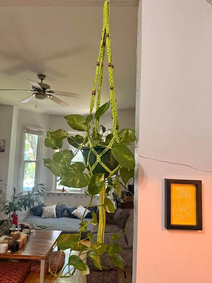 Plant with pendant