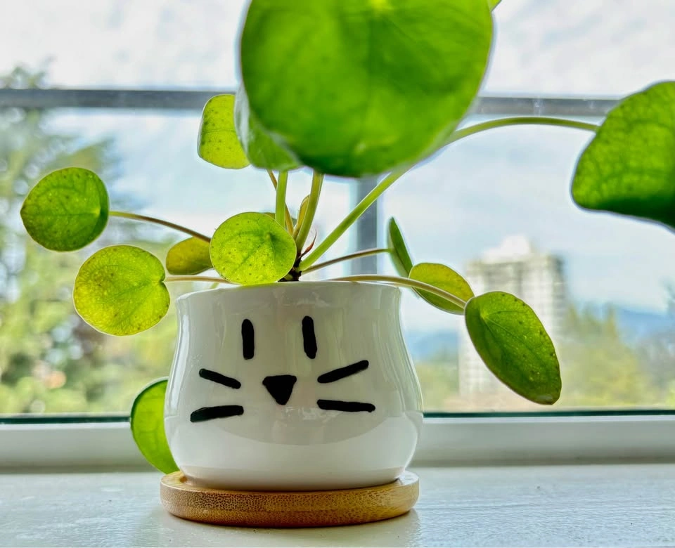 Adorable Pilea in a cute cat pot – perfect gift piece 🐱🌿