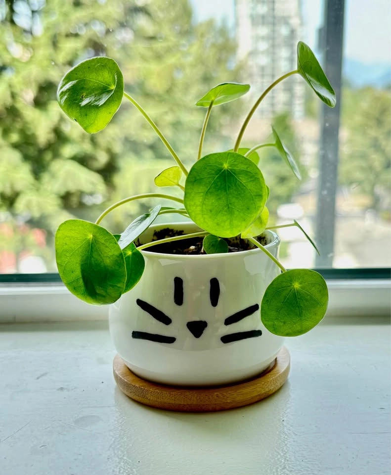 Adorable Pilea in a cute cat pot – perfect gift piece 🐱🌿 - photo 2