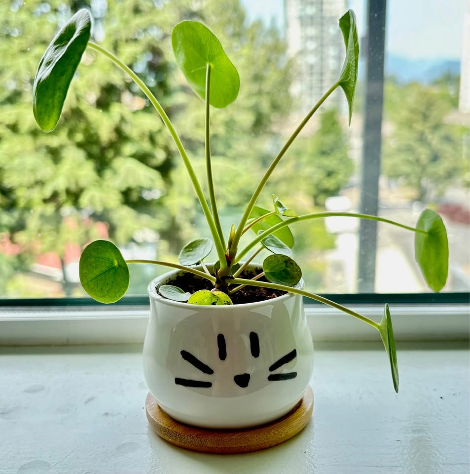 Adorable Pilea in a cute cat pot – perfect gift piece 🐱🌿 - photo 3