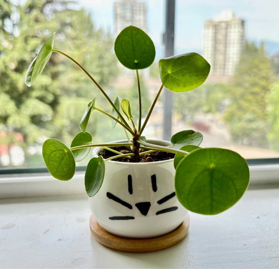 Adorable Pilea in a cute cat pot – perfect gift piece 🐱🌿 - photo 4