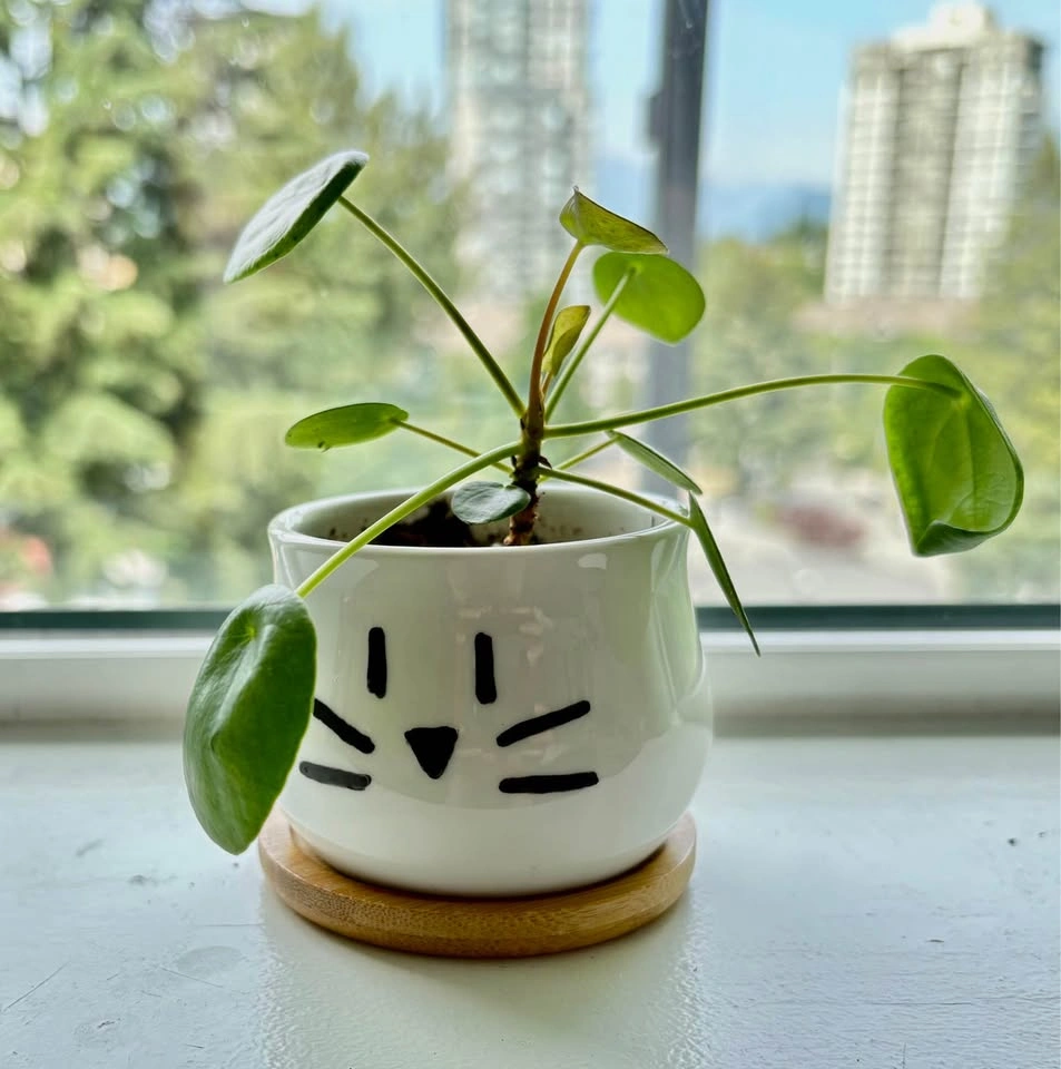 Adorable Pilea in a cute cat pot – perfect gift piece 🐱🌿 - photo 5