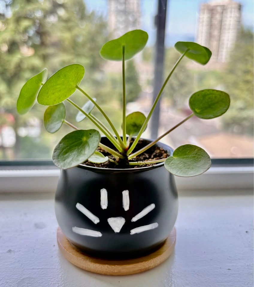 Trendy Pilea in a black cat pot – stylish and full of personalit