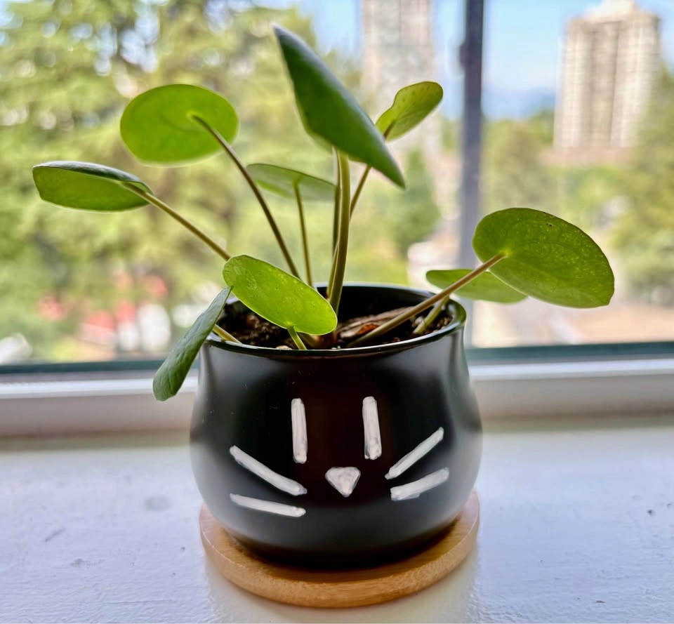 Trendy Pilea in a black cat pot – stylish and full of personalit - photo 2
