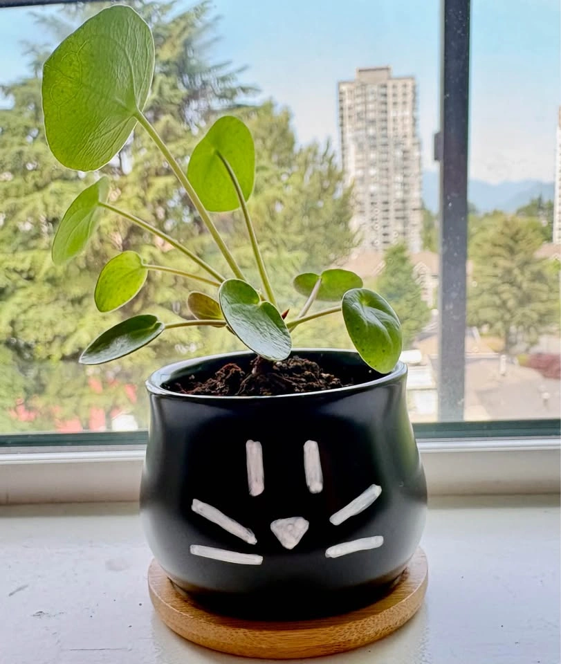 Trendy Pilea in a black cat pot – stylish and full of personalit - photo 3