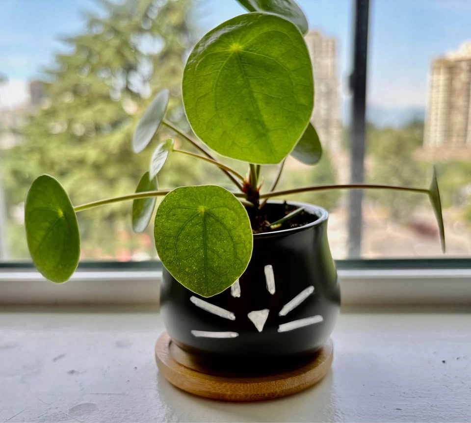 Trendy Pilea in a black cat pot – stylish and full of personalit - photo 4