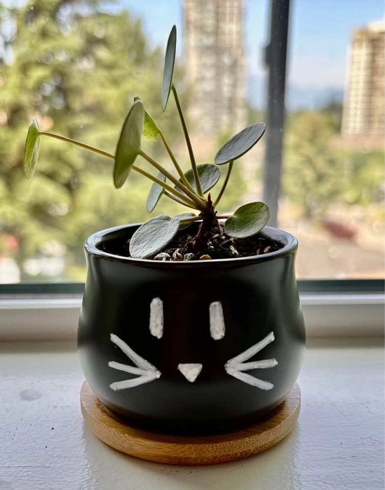 Trendy Pilea in a black cat pot – stylish and full of personalit - photo 5